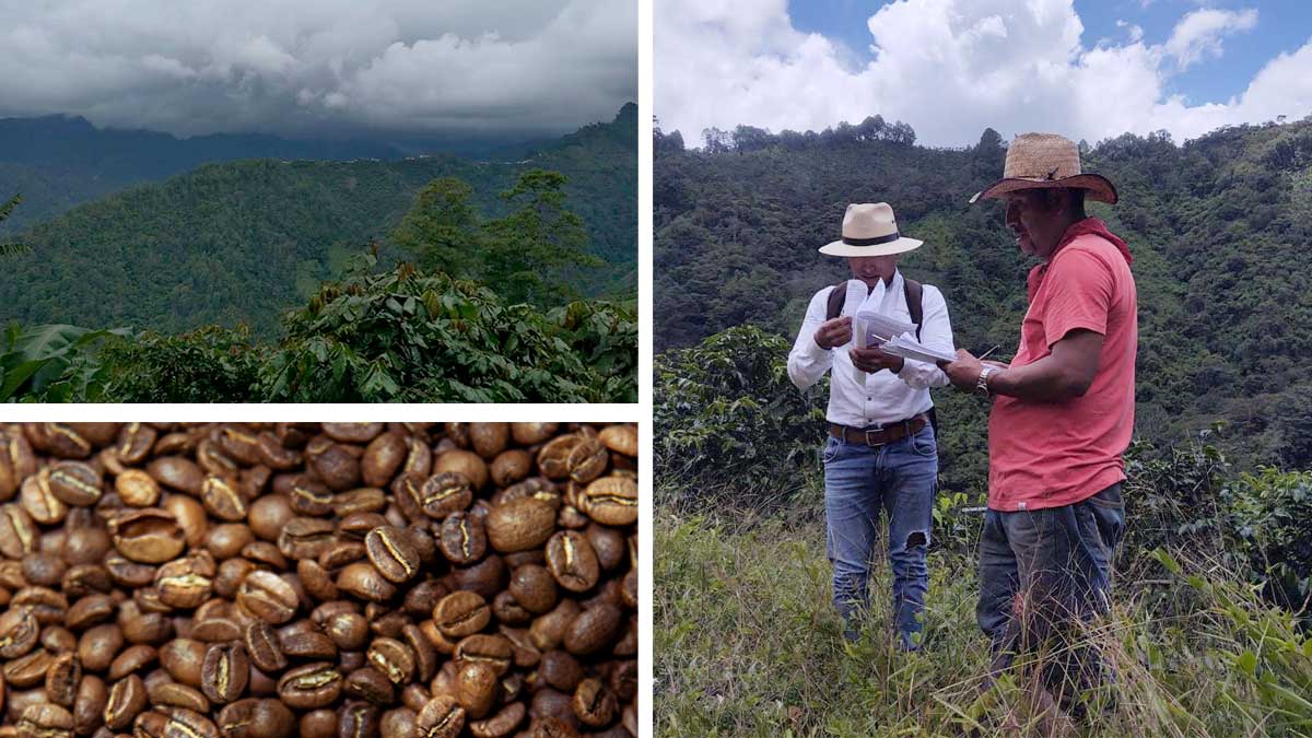 Mexican Coffee Looks to Its Challenges, and Its Opportunities