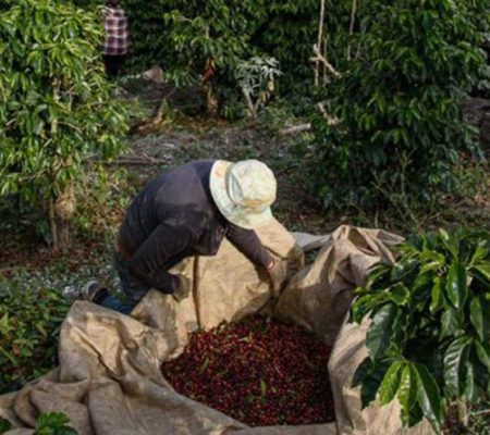 The new frontiers of coffee processing: fermentation with fruits
